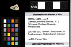 Foto (Objekt + Etiketten) von Gastrosacus eminens (Blaschke, 1911) 